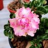 chin.adenium