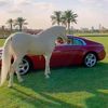 kh.alzaid2294