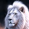aqibzamankhan333