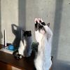 kuro.onryo