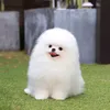 idonthavetiktok54