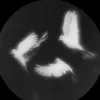 strikerdm1