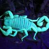 escorpion1772