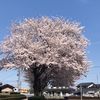 trai.viet.nam.ibaraki74