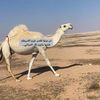 راعي الخويرات
