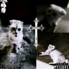 dopins_fan443