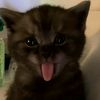 kisswells_mew