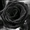 aku_blackrose