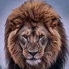 andrei.viktorovic