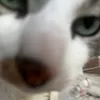 chippo266