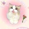 bilaa_lowhhh