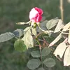 .zljl1