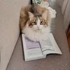 ми