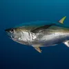 wickedtuna85