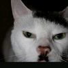 kittyoo12