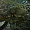 shelldon_the_turtle16