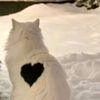 gracie_mew