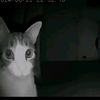 .just_a_normal_cat