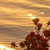 rosehamid56