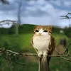 danislacuzao