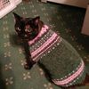 they_lovecatsss