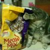 papa_meong.1933