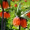 gewer_30_