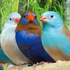 Aviary finchs