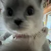 Cute Ragdolls