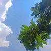 bungamayang_17
