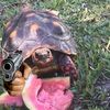 watermelon_turtle