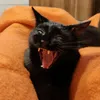 katzilla14