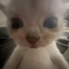 corpsemptyy