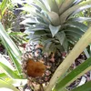 vx.garden5