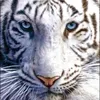 tiger97267