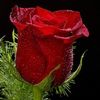 nur.qaseh82