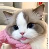icecreamlover217