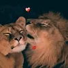 merahaile6