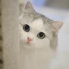 Adorable pet planet