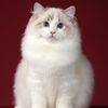 pet_babylover0