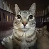 matthewnpidr