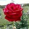 astdh86