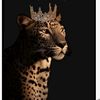 ___lady___queen__313