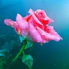 user440210805522