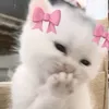 anneyy004