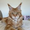 wildmane_mainecoons