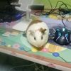 orangearoii