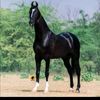 bilal33206