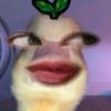 _abelgita