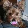 siriu63